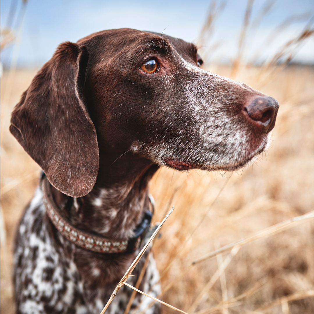 dog in field