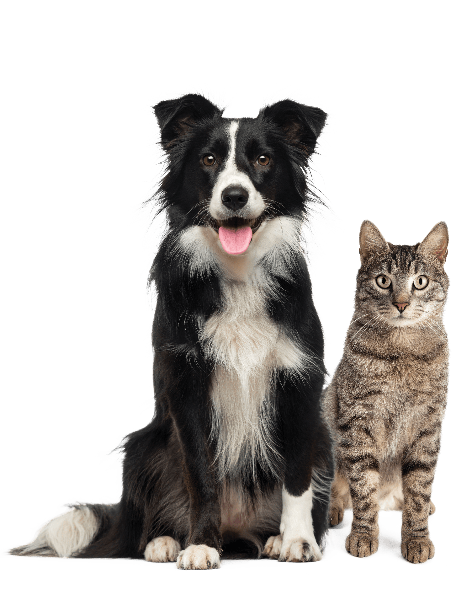 Pets